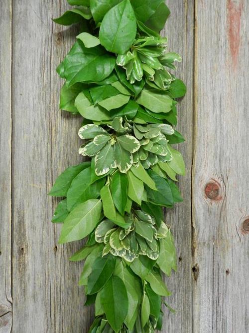 SALAL & VARIEGATED PITTOSPORUM GARLAND